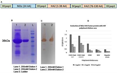 Elicitation of Highly Pathogenic Avian Influenza H5N1 M2e and HA2-Specific Humoral and Cell-Mediated Immune Response in Chicken Following Immunization With Recombinant M2e–HA2 Fusion Protein